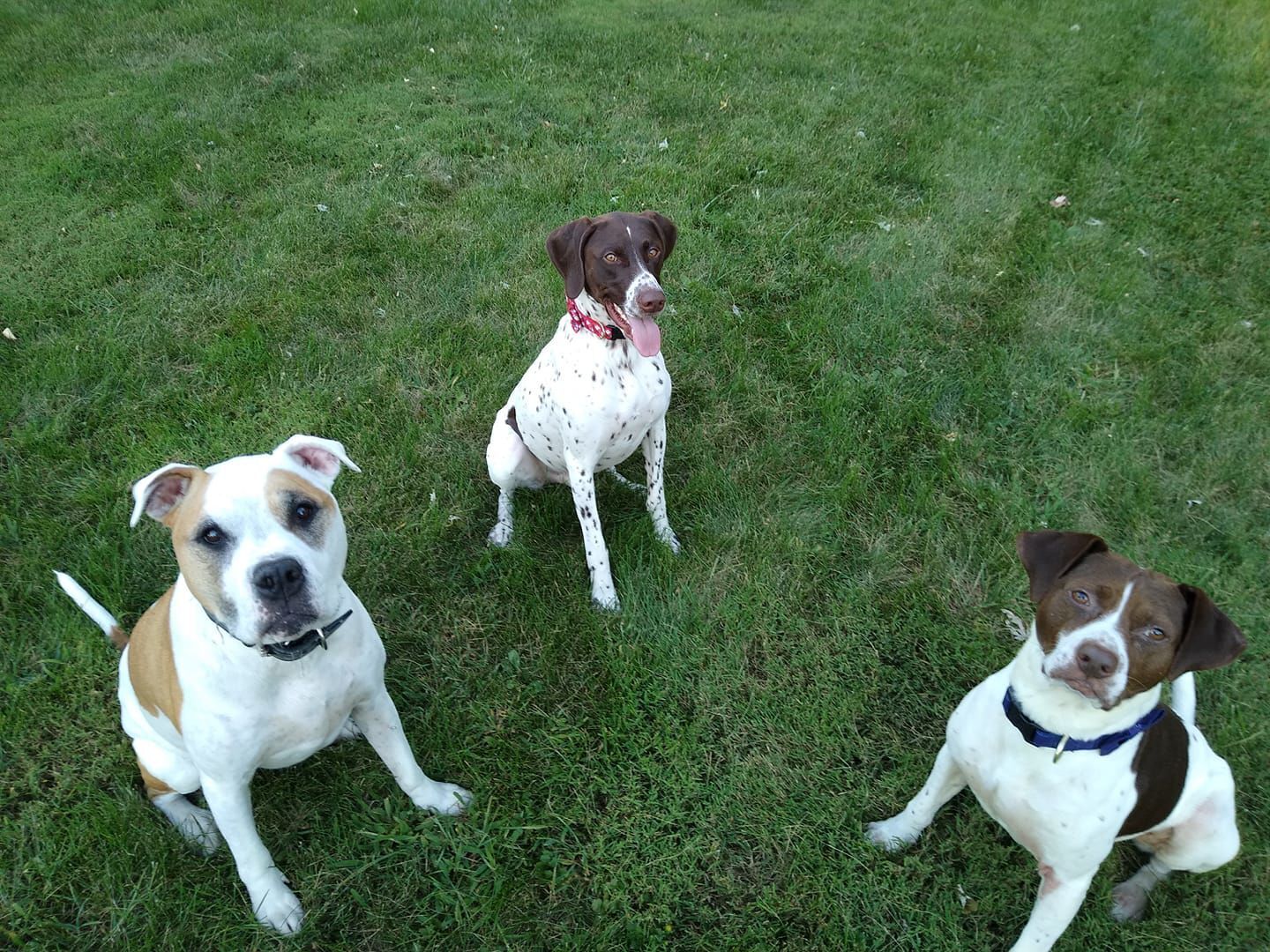 Brown and white spotted friends